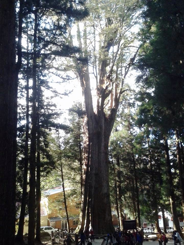 超高針葉林中的二代神木，西元前三百年以上，樹高十五公尺，樹圍十二點三公尺